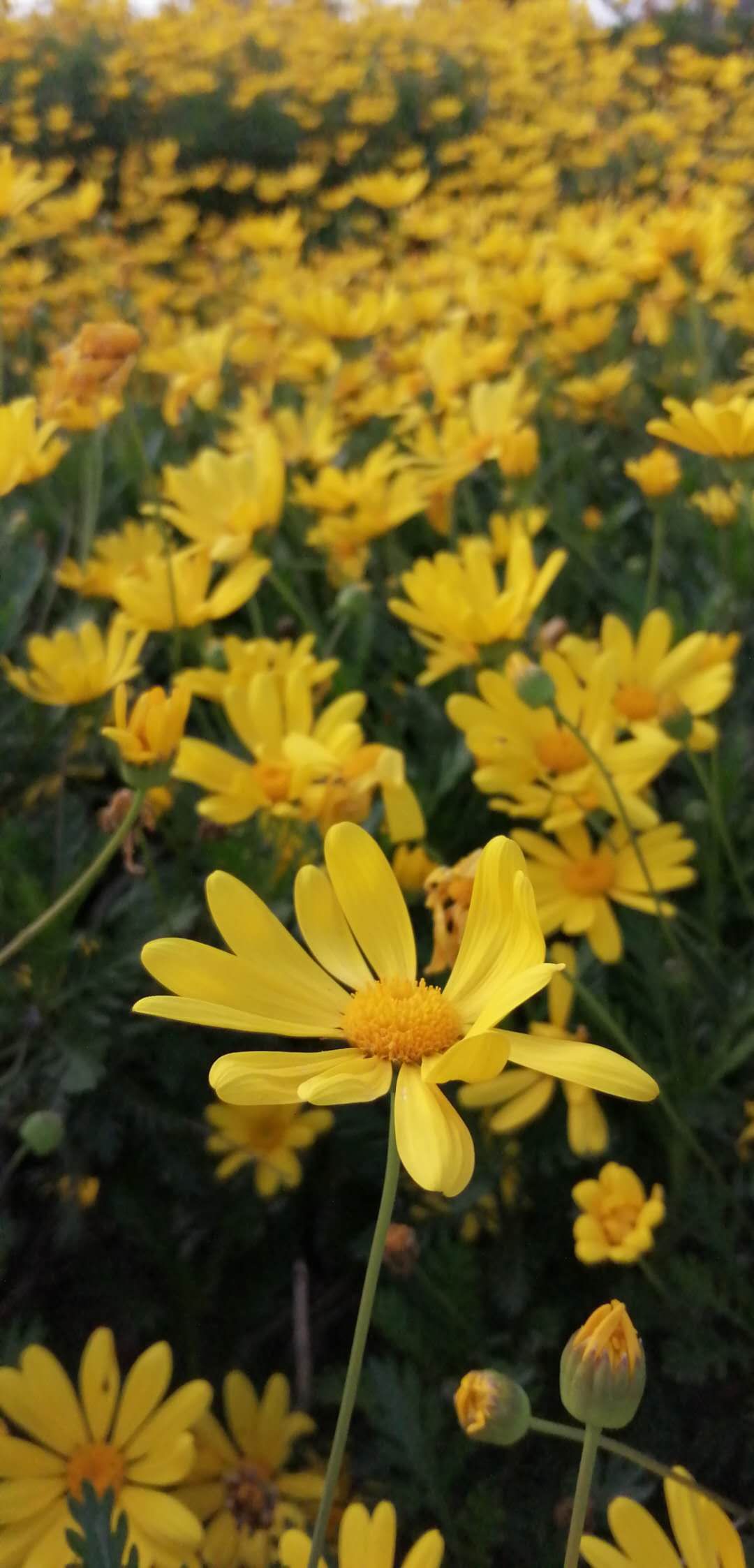 yellow flower.jpeg