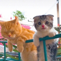 Iamjiji